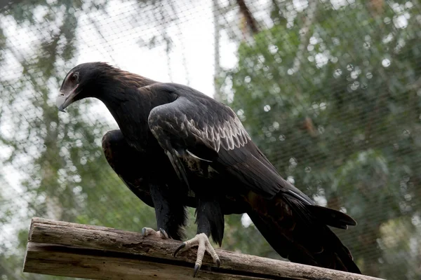 Águila Cola Cuña Color Marrón Oscuro Negro Pico Del Águila — Foto de Stock