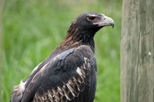 Wedge Tailed Eagle Een Donkerbruin Zwarte Kleur Snavel Van Wedge — Stockfoto