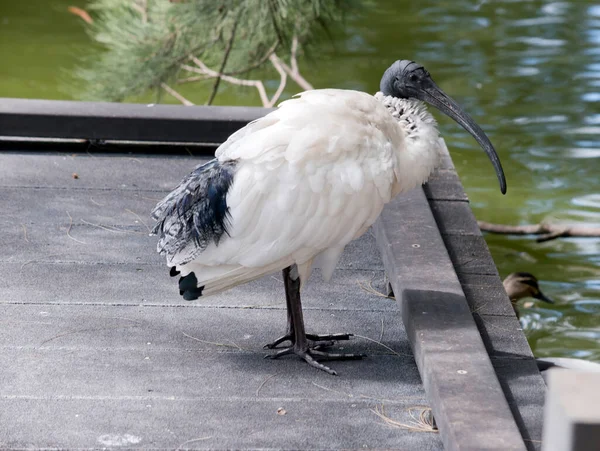 澳大利亚的白色伊比斯的特点是 羽毛主要为白色 颈部和腿为无毛的黑色 它的嘴也是黑的 又长又弯 — 图库照片