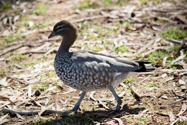 The female Australian maned duck has a paler head then the male with two white stripes, above and below the eye, a speckled breast and flanks, with a white lower belly and undertail.