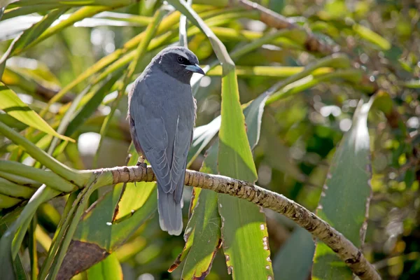 Woodswallow Pássaro Cinzento Com Uma Cara Preta Uma Sobrancelha Branca — Fotografia de Stock
