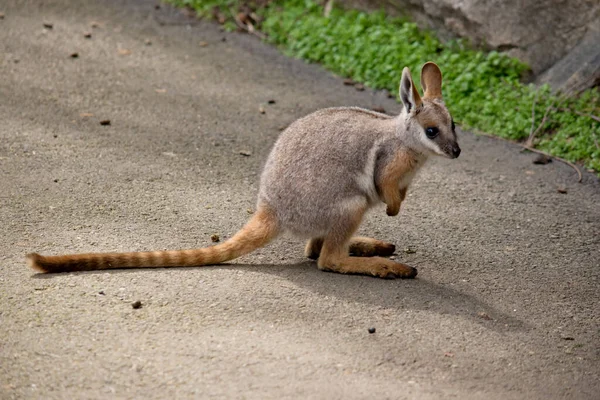 Young Yellow Footed Rock Wallaby — Stock Photo, Image