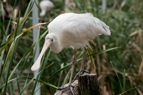 Spatola Gialla Grande Uccello Marino Bianco Con Becco Color Crema — Foto Stock