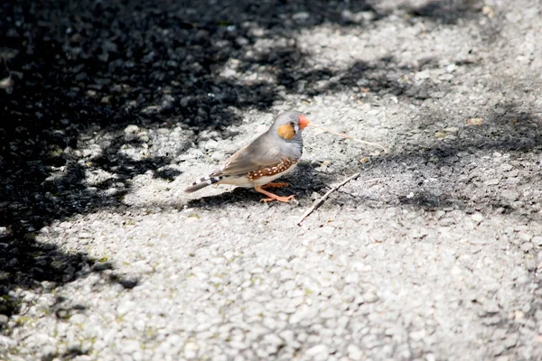 Zebra Finches Mainly Grey Characteristic Black Tear Drop Eye Stripes — 스톡 사진