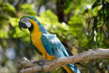 Mavi ve altın papağanın arka ve üst kuyruk tüyleri parlak mavidir; kuyruğun alt kısmı zeytin sarısıdır..