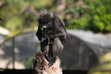 Esmer Yaprak Maymunları genellikle gri renktedir ve gözlerinin ve ağızlarının etrafında beyaz lekeler vardır..