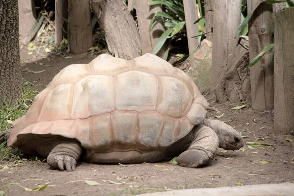 Jättestora Sköldpaddor Har Tjocka Ben Och Små Luftkammare Inuti Sina — Stockfoto