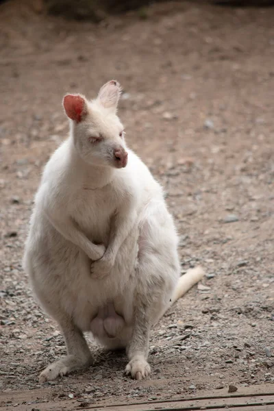 Albino Wallaby Είναι Λευκό Ροζ Μύτη Και Αυτιά — Φωτογραφία Αρχείου