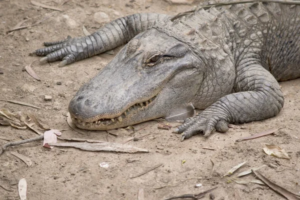 Alligatoren Haben Eine Lange Runde Schnauze Die Ende Nach Oben — Stockfoto