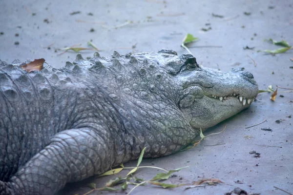 Alligators Have Long Rounded Snout Has Upward Facing Nostrils End — Stock Photo, Image