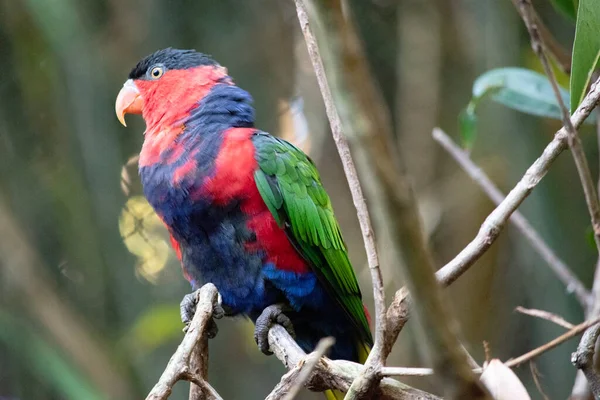 Black Capped Lory Has Green Wings Red Head Upper Body — Stock Photo, Image