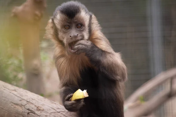 Capuchinho Marrom Tem Pele Marrom Grossa Com Uma Cunha Escura — Fotografia de Stock