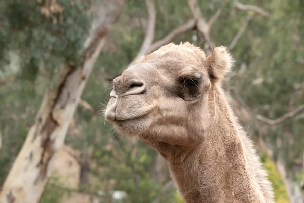 Kamele Sind Säugetiere Mit Braunen Augen Langen Wimpern Einer Großlippigen — Stockfoto