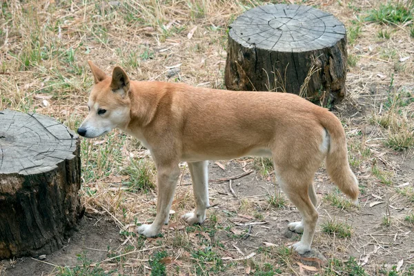 Los Dingos Son Naturalmente Magros Como Galgo Con Grandes Orejas —  Fotos de Stock