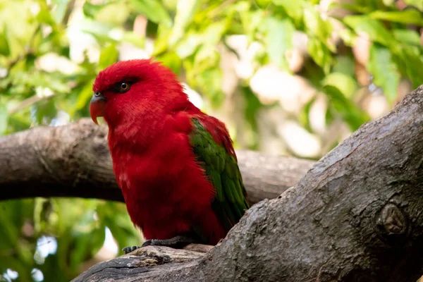 Chattering Lory Has Red Body Yellow Patch Mantle Wings Thigh — Stock Photo, Image