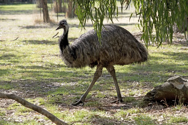 Emuは大きな鳥です Emuは原始的な羽で覆われています黒の先端を持つ灰色の茶色にほこりっぽい茶色です エムの首は青みがかった黒で羽はほとんどありません — ストック写真