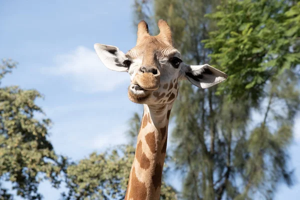 Żyrafa Jest Najwyższym Wszystkich Ssaków Nogi Szyja Bardzo Długie Żyrafa — Zdjęcie stockowe
