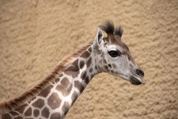 Giraffen Den Högsta Alla Däggdjur Benen Och Nacken Extremt Långa — Stockfoto