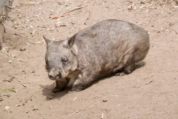 Owłosione Wombaty Mają Miększe Futro Dłuższe Bardziej Spiczaste Uszy Szerszy — Zdjęcie stockowe