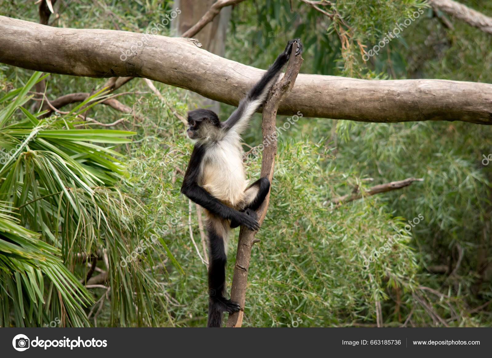 Foto de Preto Macacoaranha e mais fotos de stock de Macaco-aranha