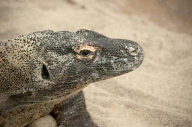 Komodo ejderhaları uzun kuyruklu, güçlü ve çevik boyunlu ve güçlü uzuvları olan büyük kertenkelelerdir. Yetişkinler, belirgin, büyük pulları olan neredeyse tek tip taştan bir renktir..