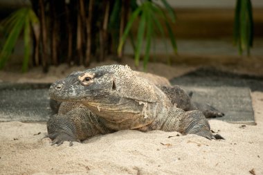 Komodo ejderhaları uzun kuyruklu, güçlü ve çevik boyunlu ve güçlü uzuvları olan büyük kertenkelelerdir. Yetişkinler, belirgin, büyük pulları olan neredeyse tek tip taştan bir renktir..