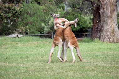 İki erkek kırmızı kanguru çetenin hakim konumu için savaşıyor.