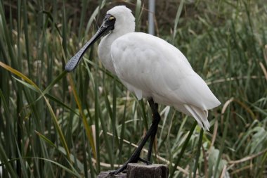 Kraliyet kaşığı kaşığa benzeyen siyah gagalı büyük beyaz bir deniz kuşudur. Kraliyet kaşığı sarıdır.