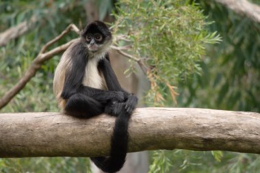 Örümcek maymunun başparmakları yok, bu uzun göbekli primat, uzun kuyruğunu beşinci dal olarak kullanarak ağaçların arasında hızla hareket edebiliyor..