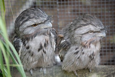Tawny-rogmouth 'un benekli gri, beyaz, siyah ve paslı tüyleri var. Tüy desenleri ölü ağaç dallarını taklit etmelerine yardımcı oluyor. Tüyleri yumuşaktır, baykuşlarınki gibi.,
