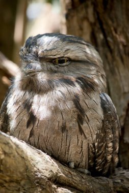 Tawny-frogmouth tüyleri gri, beyaz, siyah ve paslıdır. Tüy desenleri ölü ağaç dallarını taklit etmelerine yardımcı olur. Parlak sarı gözleri var..