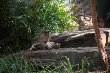 Kaplan yavruları küçük, kör ve zayıf doğar. Tüm çizgileriyle doğarlar ve altı aylık olana kadar annelerinin sütünü içerler ve sonra sadece et yerler..