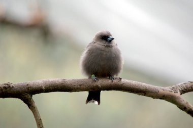 Odun kırlangıcı küçük tüylü gri bir kuştur.