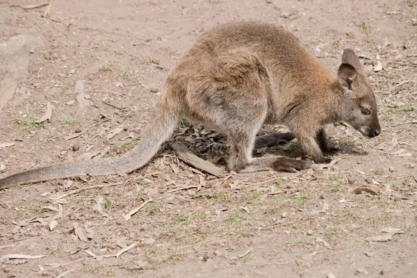 Das Känguru Island Känguru Hat Einen Hellbraunen Körper Mit Einem — Stockfoto