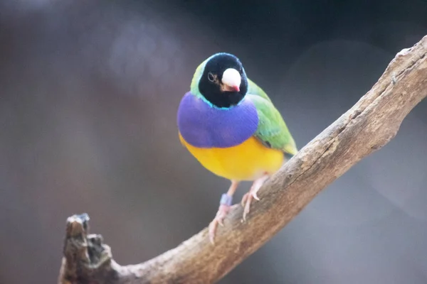 グルディアンフィンチは小さな鳥で明るい緑色の背部黄色の腹紫の胸 顔の色は通常黒 — ストック写真