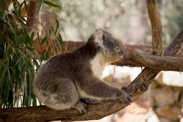 Koala Está Trepando Árbol — Foto de Stock