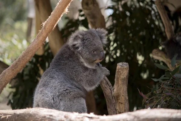 Der Koala Klettert Von Einem Ast — Stockfoto