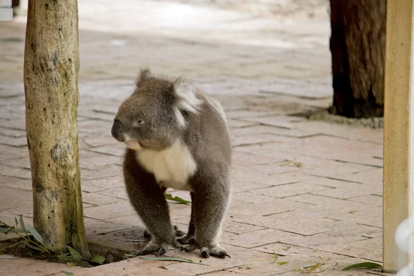 Koala Tem Uma Cabeça Redonda Grande Orelhas Peludas Grandes Nariz — Fotografia de Stock