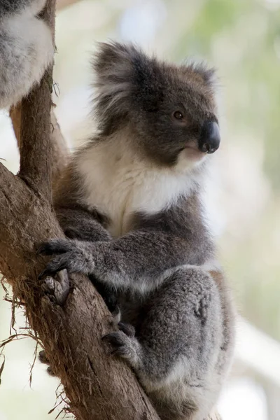 コアラは 大きな丸い頭 大きな毛皮の耳と大きな黒い鼻をしています 彼らの毛皮は 通常胸 内側の腕 耳と底に白い毛皮と色がグレー褐色です — ストック写真