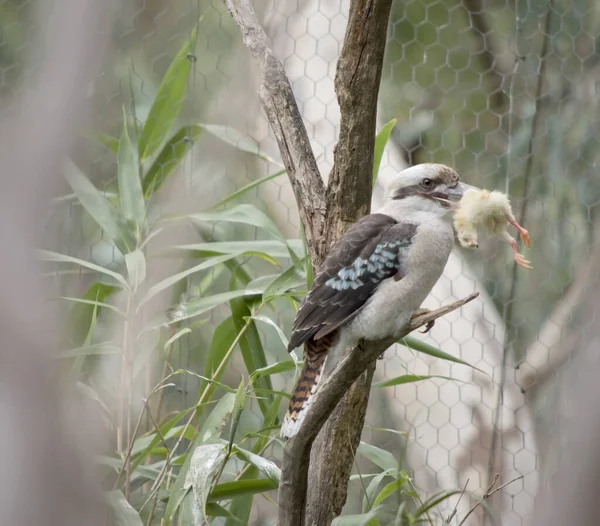 Kookaburras Hanno Una Testa Bianchiccia Che Caratterizzata Una Distintiva Striscia — Foto Stock