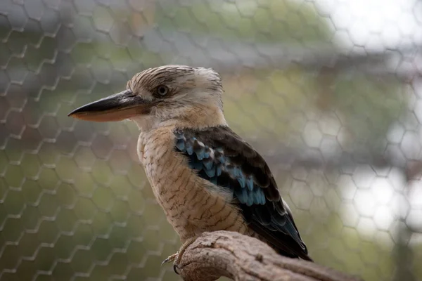 Kookaburra Asa Azul Grande Kingfisher Com Uma Cabeça Quadrada Grande — Fotografia de Stock
