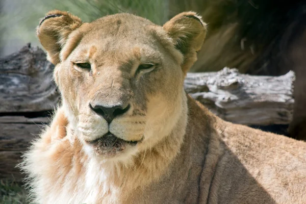 Lioness Resting Sun — Stock Photo, Image