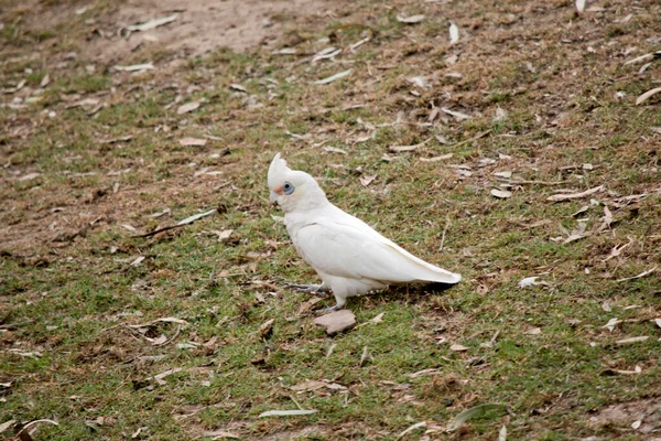 Pequeña Corella Pájaro Blanco Con Rojo Cara Con Ojo Azul — Foto de Stock