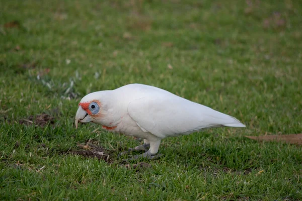 Corella Faturado Longo Pássaro Todo Branco Com Vermelho Rosto Peito — Fotografia de Stock