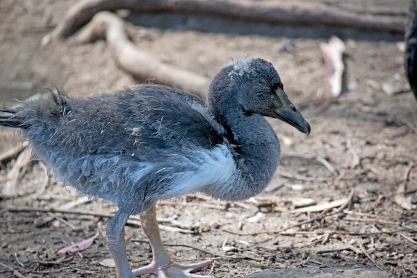 Magpie Gosling Has Grey Fluff White Feathers Starting Show Has — Stock Photo, Image