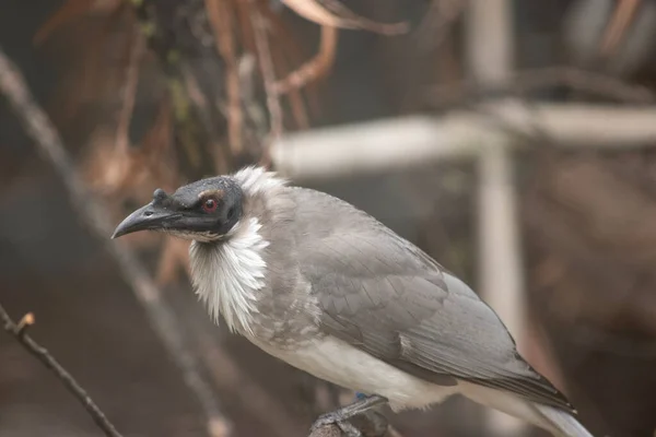 Głośny Ptak Zakonny Charakterystyczną Nagą Czarną Głowę Mocny Dziób Widoczną — Zdjęcie stockowe