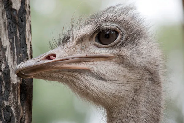 Struisvogel Grootste Zwaarste Levende Vogel Ter Wereld Die Niet Kunnen — Stockfoto