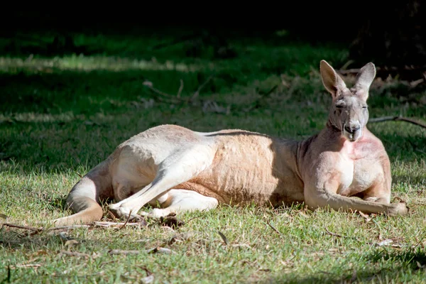 Das Männliche Rote Känguru Ist Sehr Muskulös Mit Einem Rotbraunen — Stockfoto