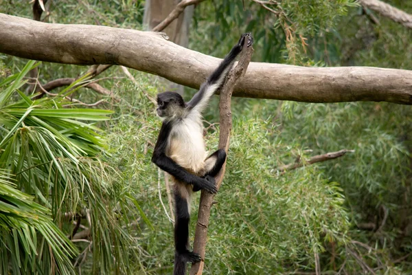 Mono Araña Tiene Las Manos Sin Pulgar Este Primate Lanky —  Fotos de Stock