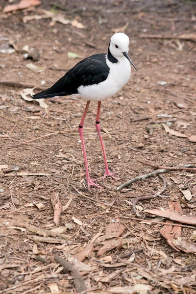 Czarne Skrzydlate Szczudło Czarno Biały Ptak Morski Różowymi Nogami Białą — Zdjęcie stockowe